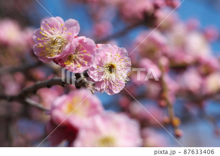 シダレウメの桃色花【青空背景】 シダレウメの桃色花【青空背景】 87633406