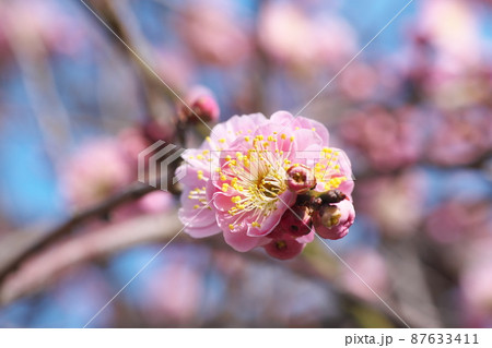 シダレウメの桃色花【青空背景】 シダレウメの桃色花【青空背景】 87633411