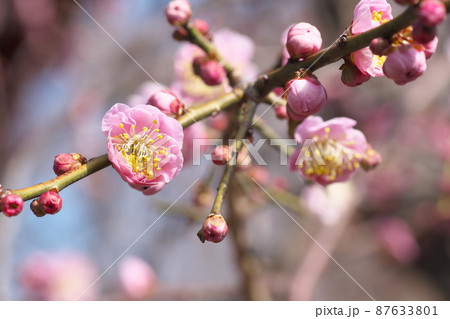 シダレウメの桃色花【別名ニオイグサ】 87633801