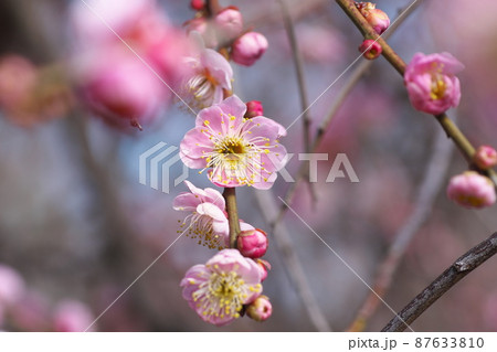 シダレウメの桃色花【別名ニオイグサ】 シダレウメの桃色花【別名ニオイグサ】 87633810