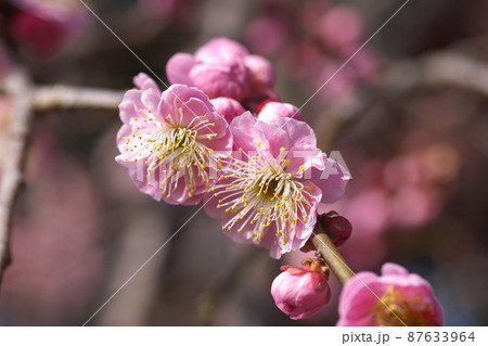 シダレウメの桃色花【別名ニオイグサ】 シダレウメの桃色花【別名ニオイグサ】 87633964