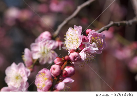 シダレウメの桃色花【別名ニオイグサ】 シダレウメの桃色花【別名ニオイグサ】 87633965