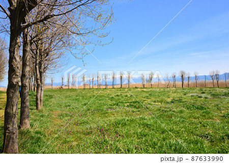 福島潟の並木 87633990