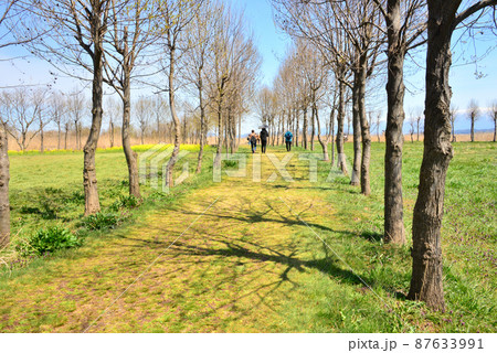 福島潟の並木道 87633991