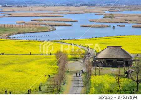 水の公園福島潟の菜の花畑 87633994