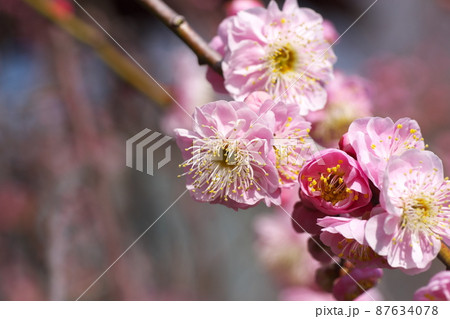 シダレウメの桃色花【別名ニオイグサ】 シダレウメの桃色花【別名ニオイグサ】 87634078
