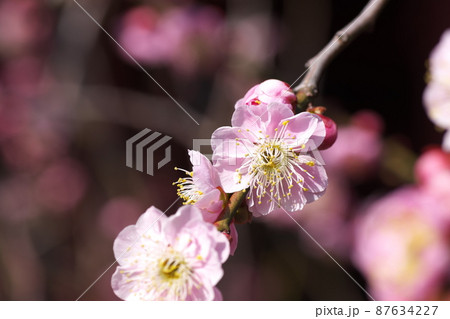 シダレウメの桃色花【別名ニオイグサ】 87634227