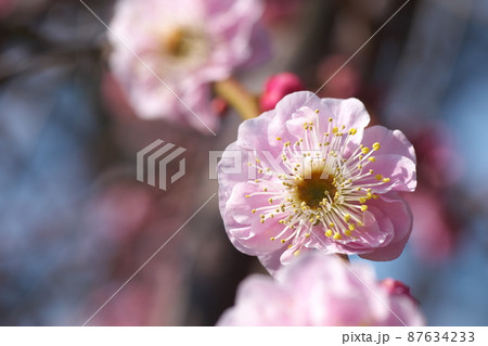 シダレウメの桃色花【別名ニオイグサ】 シダレウメの桃色花【別名ニオイグサ】 87634233