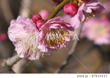シダレウメの桃色花【別名ニオイグサ】 シダレウメの桃色花【別名ニオイグサ】 87634237