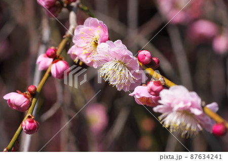 シダレウメの桃色花【別名ニオイグサ】 シダレウメの桃色花【別名ニオイグサ】 87634241