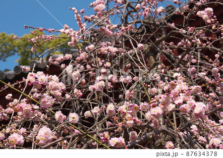 シダレウメの桃色花【青空背景】 87634378