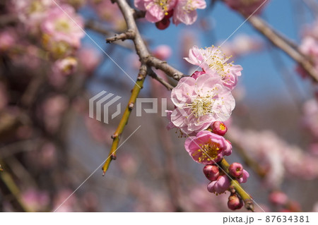 シダレウメの桃色花【青空背景】 87634381