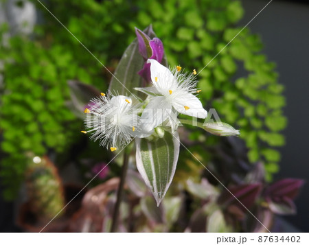 ツユクサ科「トラデスカンチア」の花 ツユクサ科「トラデスカンチア」の花 87634402