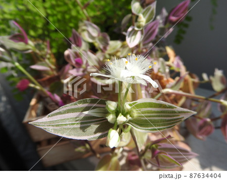 ツユクサ科「トラデスカンチア」の花 ツユクサ科「トラデスカンチア」の花 87634404