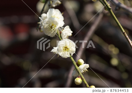 シダレウメの白花【別名ニオイグサ】 87634453