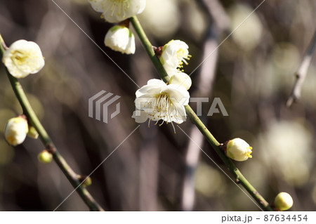 シダレウメの白花【別名ニオイグサ】 87634454