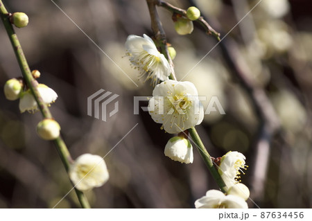 シダレウメの白花【別名ニオイグサ】 シダレウメの白花【別名ニオイグサ】 87634456