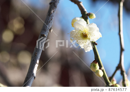 シダレウメの白花【青空背景】 87634577