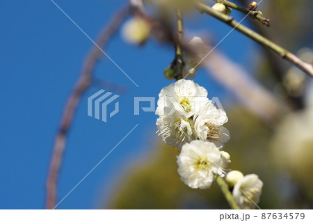 シダレウメの白花【青空背景】 87634579