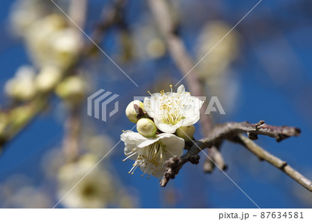 シダレウメの白花【青空背景】 87634581