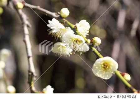 シダレウメの白花【別名ニオイグサ】 87634923