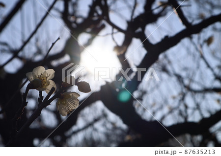太陽の光と青空と枝の中に白く透けて見える花びらの一重緑萼という梅の花の咲く風景 87635213