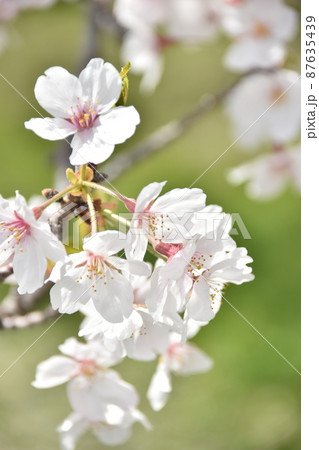 土手の緑と桜 87635439