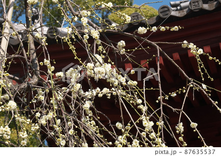 シダレウメの白花【別名ニオイグサ】 シダレウメの白花【別名ニオイグサ】 87635537