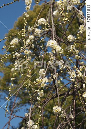 シダレウメの白花【青空背景】 87635611
