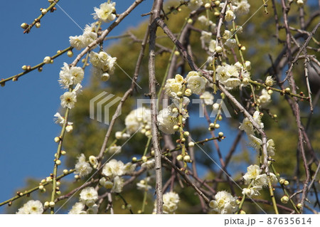 シダレウメの白花【青空背景】 87635614