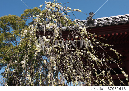 シダレウメの白花【青空背景】 87635618