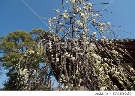 シダレウメの白花【青空背景】 シダレウメの白花【青空背景】 87635620