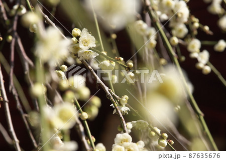 シダレウメの白花【別名ニオイグサ】 87635676