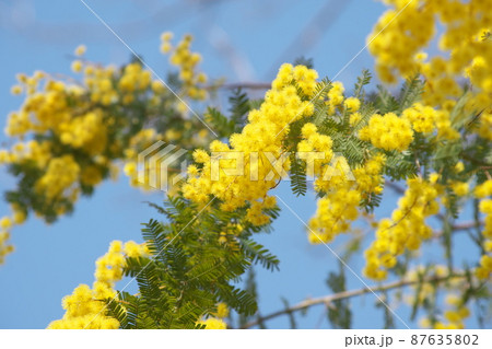 ギンヨウアカシア【青空背景】 87635802