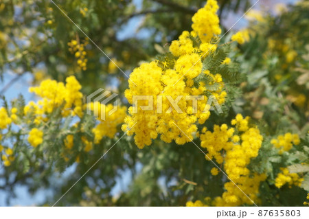 ギンヨウアカシア【別名ミモザ】 87635803
