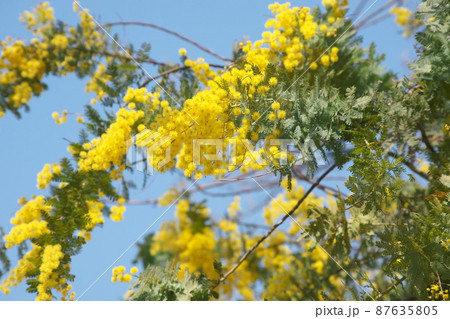 ギンヨウアカシア【青空背景】 87635805