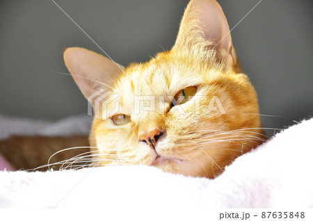 眩しい猫 87635848