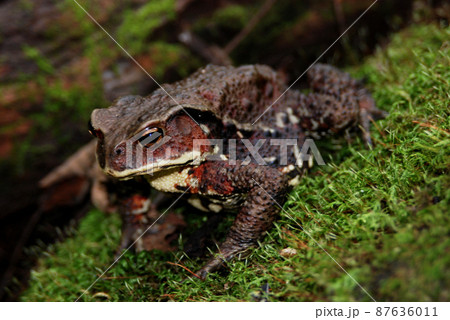 四六のガマ 87636011