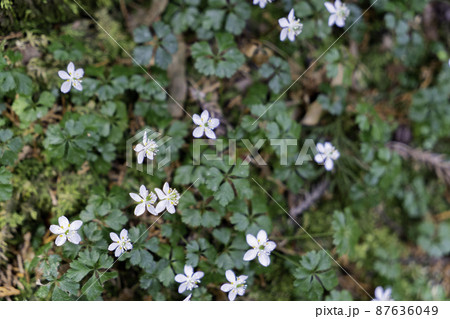 バイカオウレン バイカオウレン 87636049