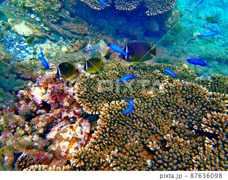 和歌山・串本・田子の珊瑚 87636098