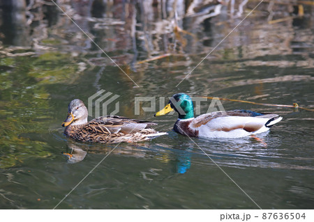 マガモのつがい 87636504