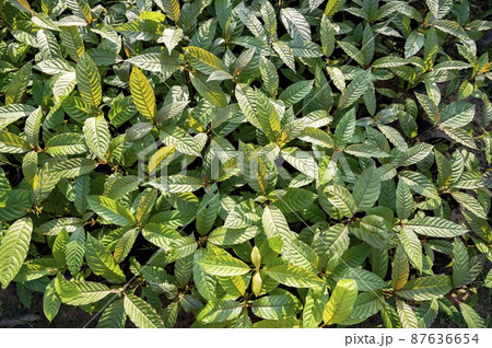 Kratom Mitragyna speciosa green Is a type of drug 87636654