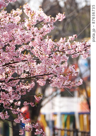 公園の河津桜 公園の河津桜 87636735