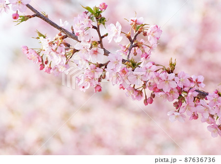 河津桜 87636736