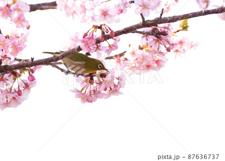 河津桜にメジロ 87636737