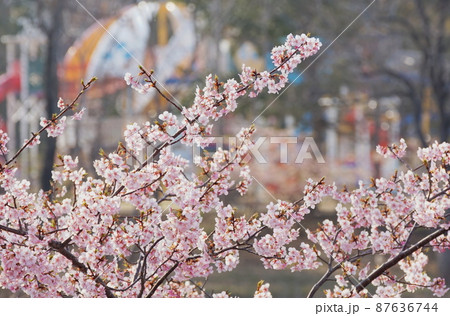 公園の河津桜 公園の河津桜 87636744