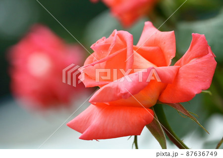 花の女王 花の女王 87636749