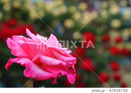 花の女王 87636756