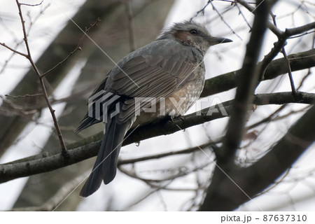 身近な野鳥ヒヨドリ 87637310