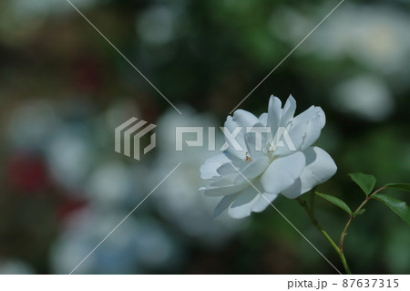 花の女王 87637315